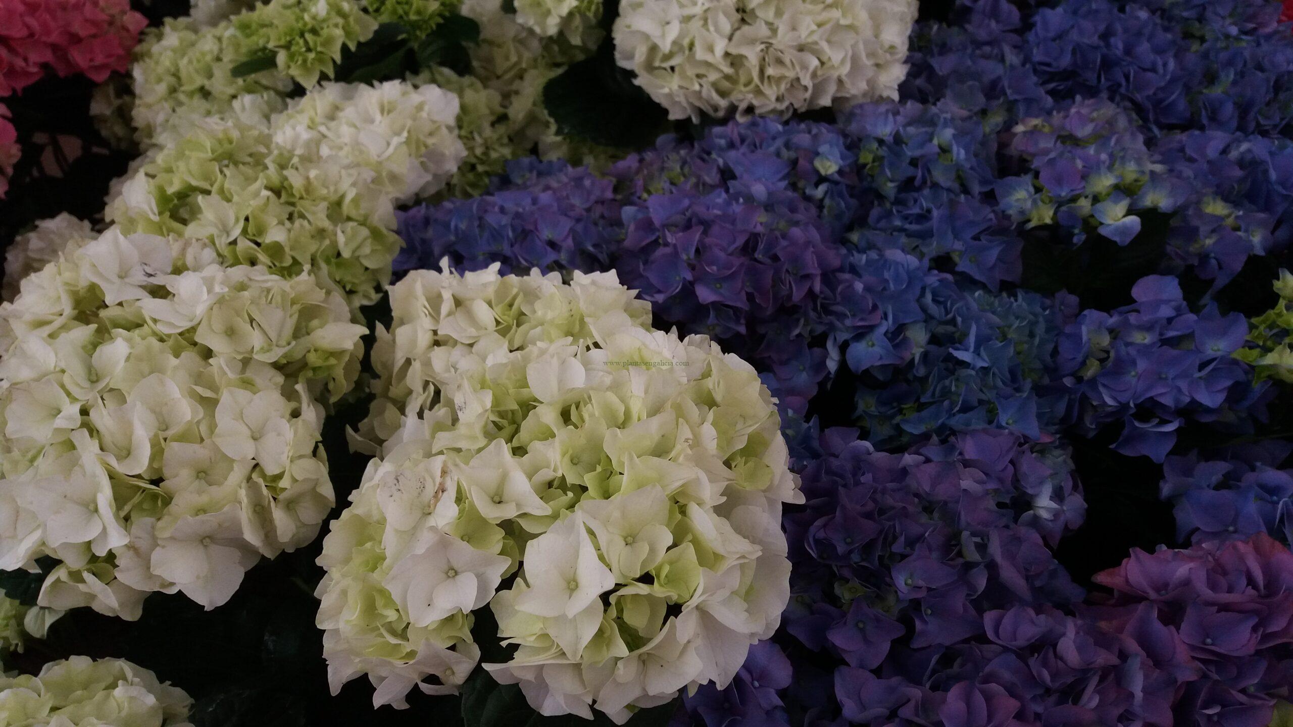 Flores de Hortensias de color blanco y azul
