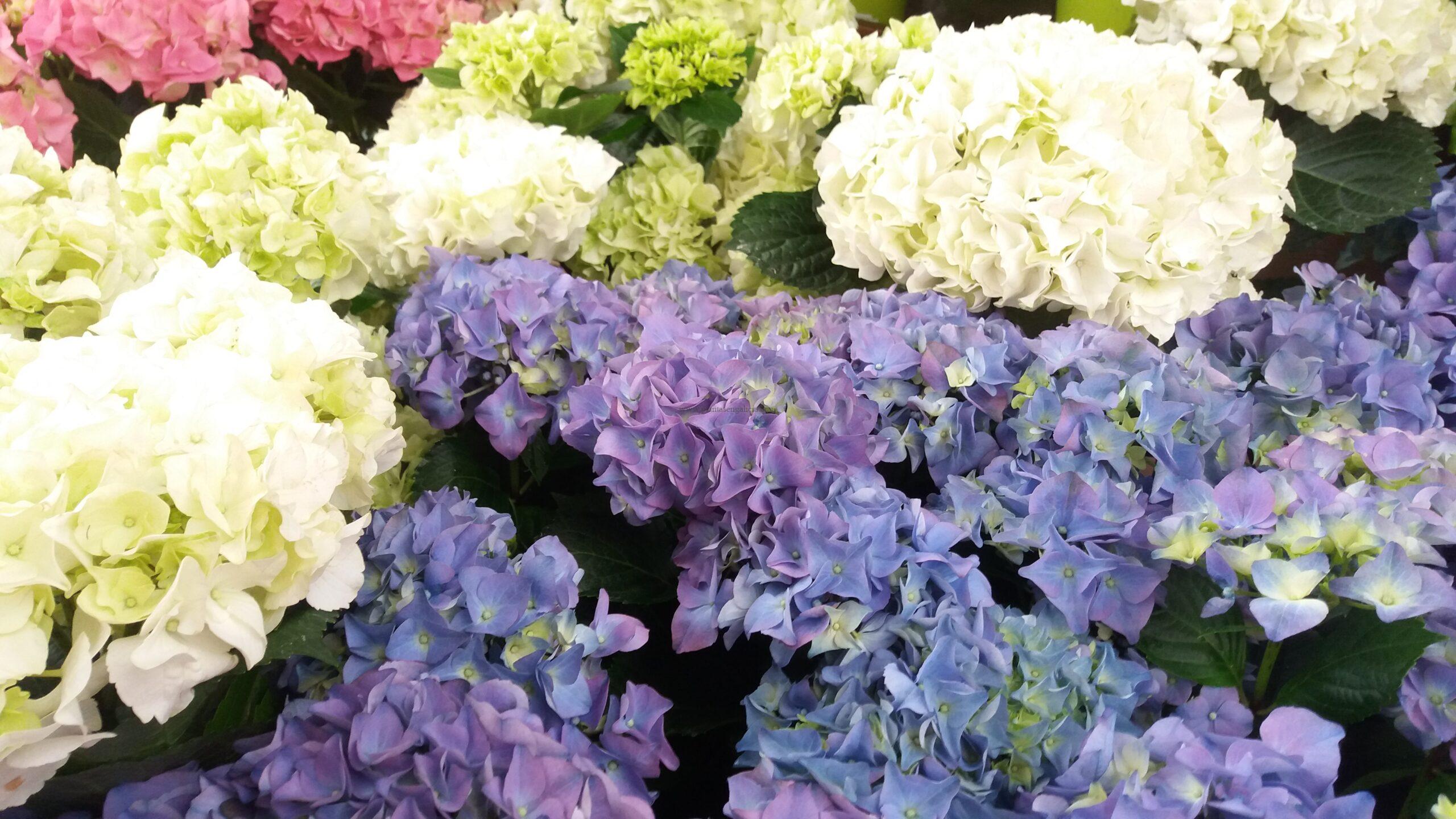 Hydrangea Macrophylla