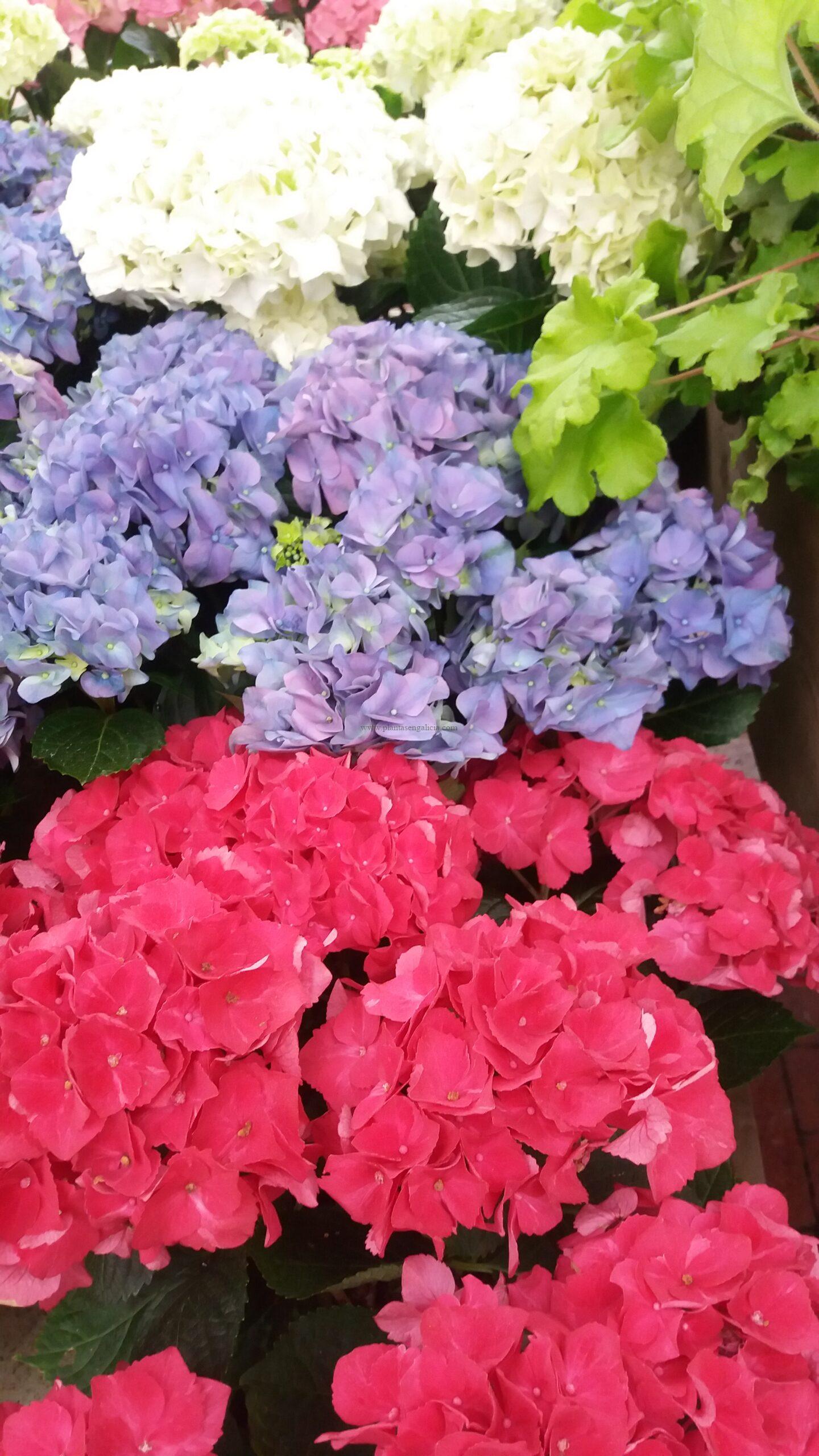 Hydrangea Macrophylla forzada