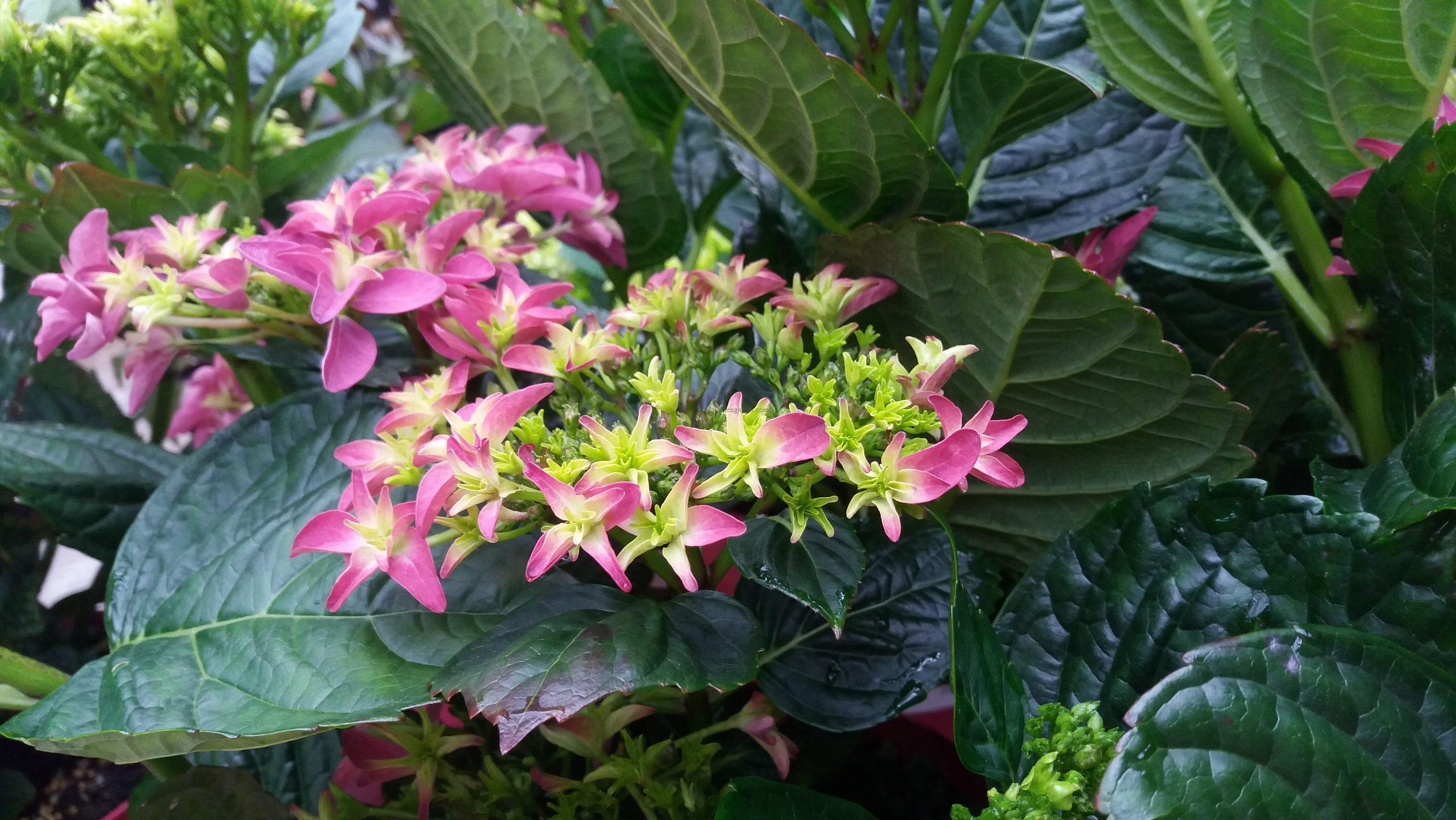 Hydrangea Macrophylla Arabesque