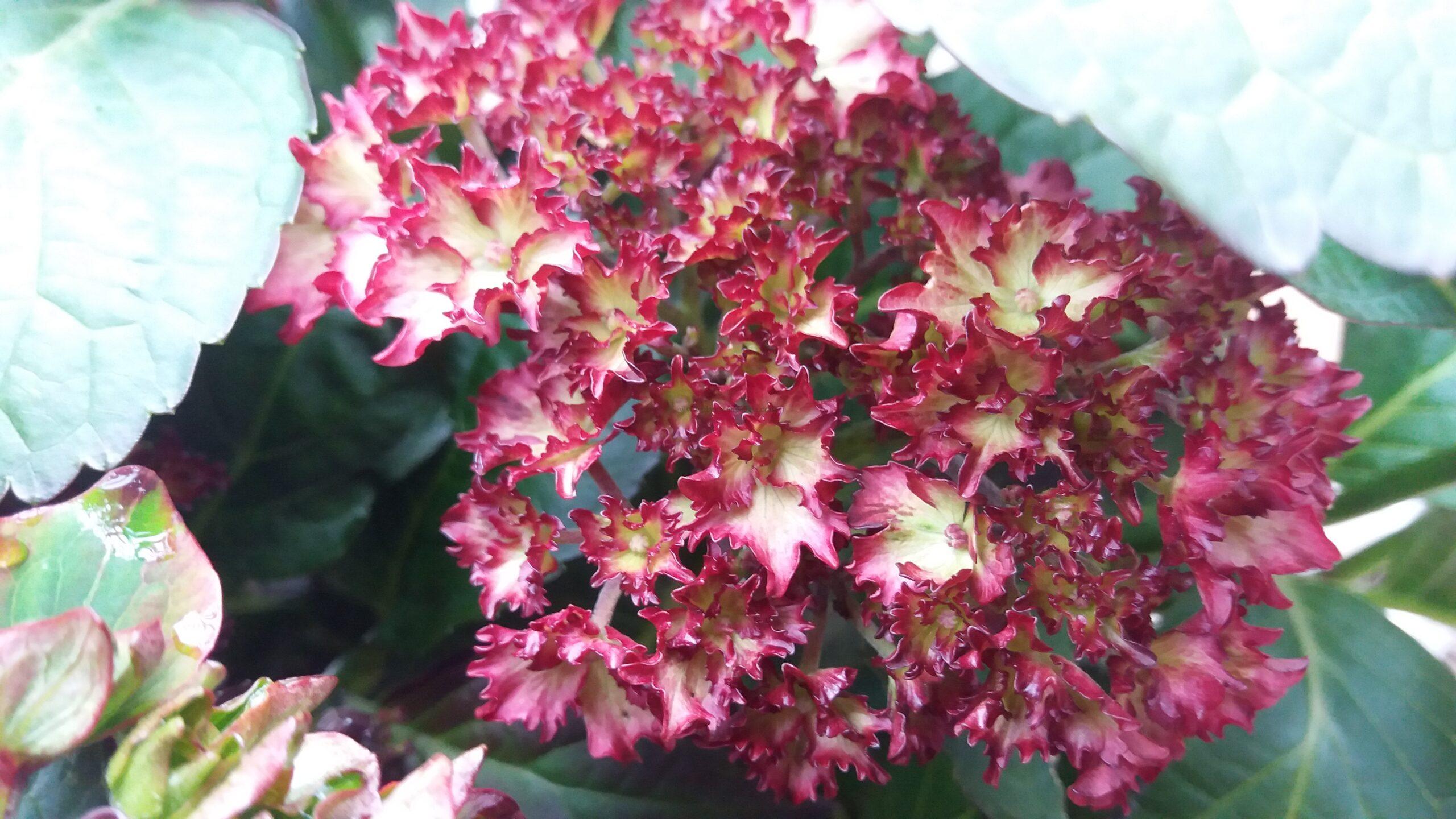 Hydrangea Macrophylla Bristol Red