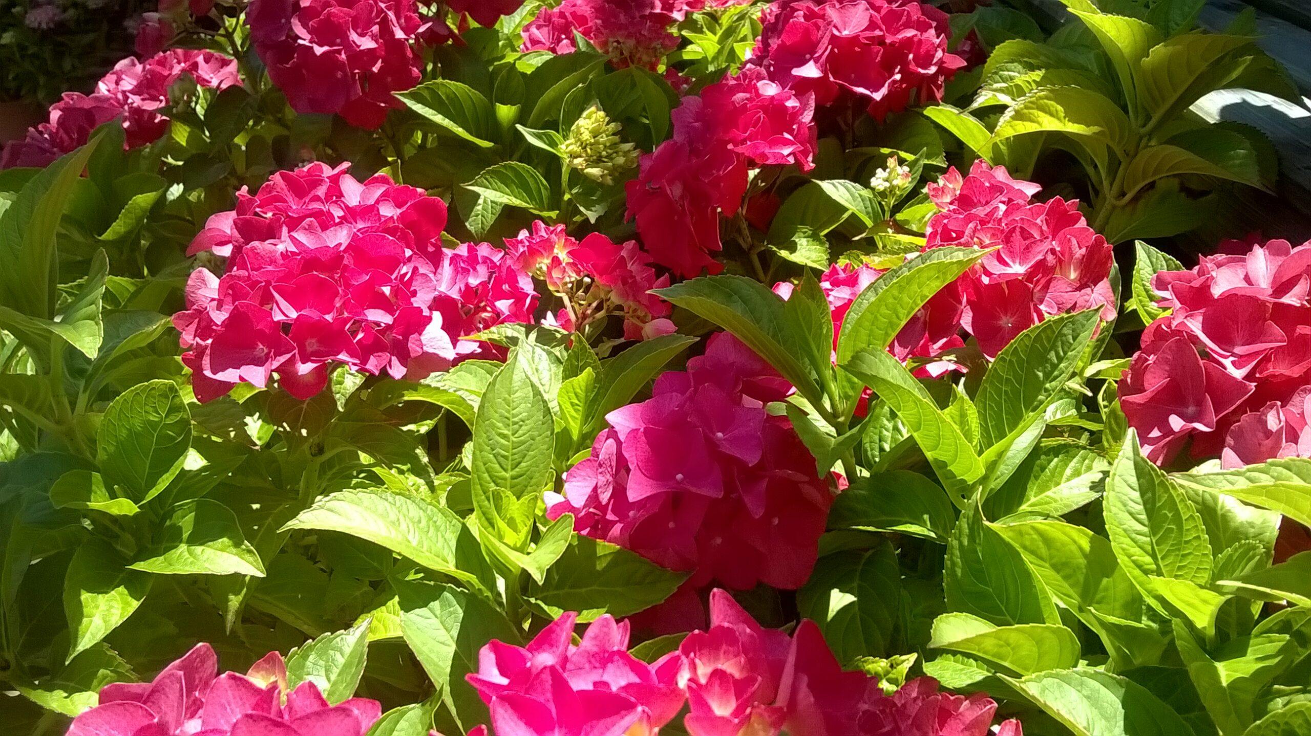 Hydrangea Macrophylla rosa