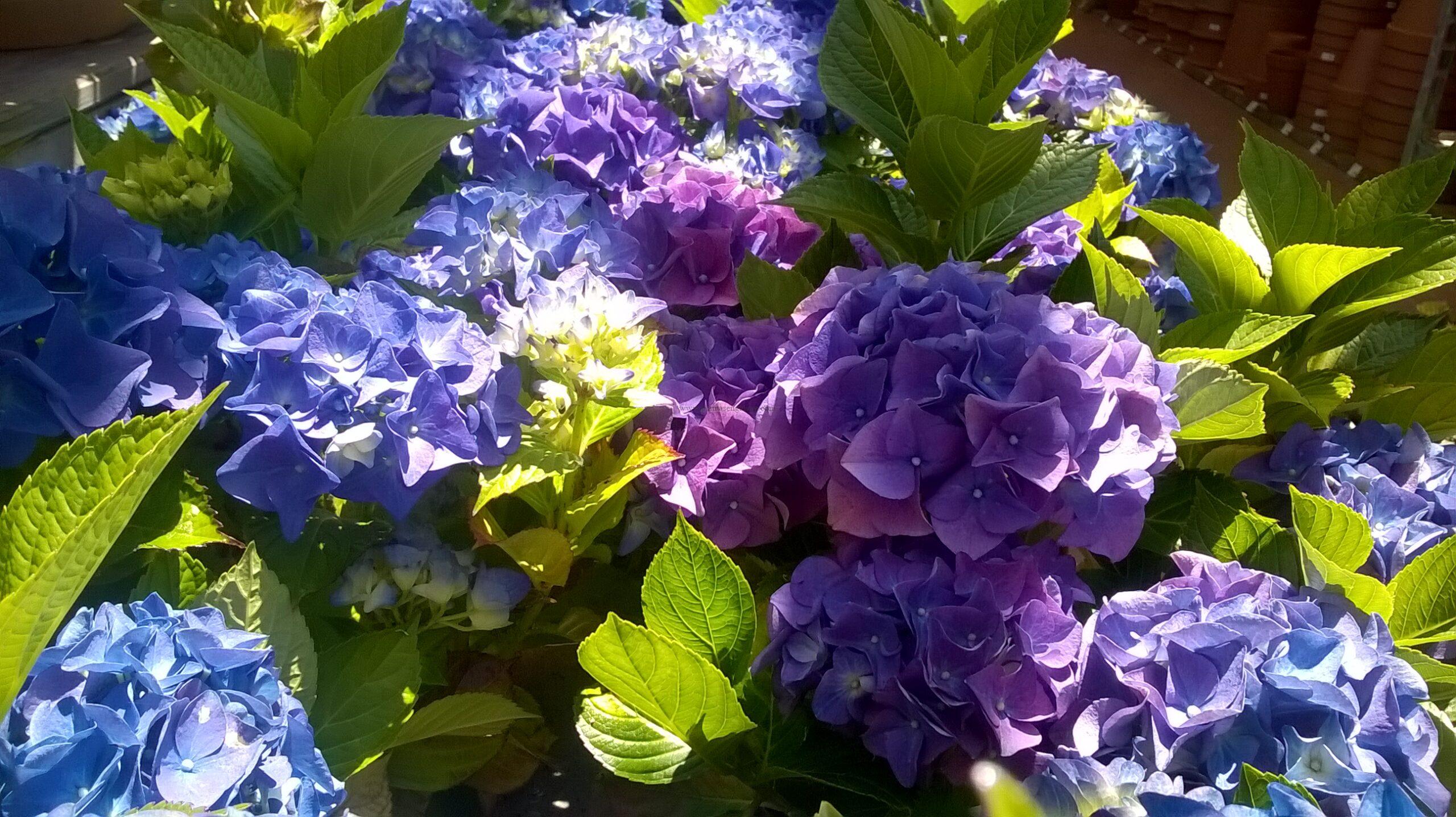 Hortensia azul