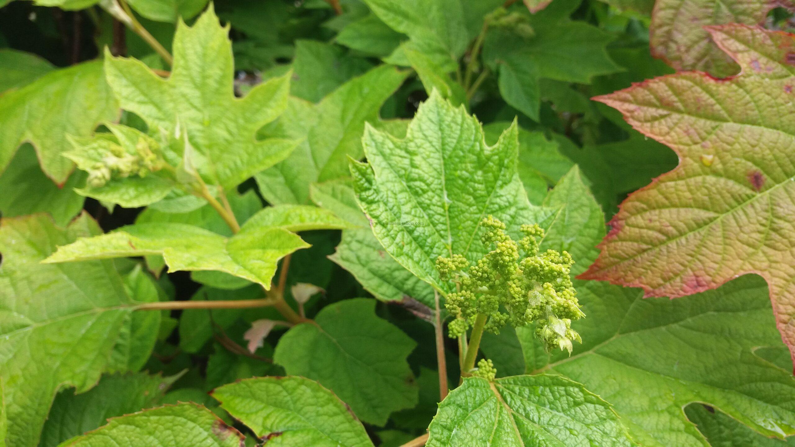 Hojas y principio de flor de la Hydrangea Quercifolia