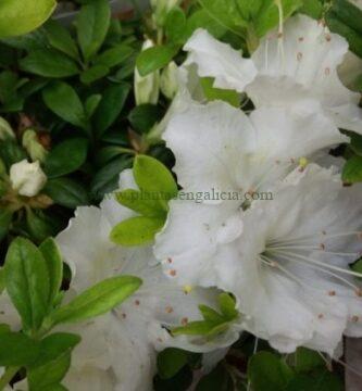 Azalea Japónica blanca (Rhododendron)