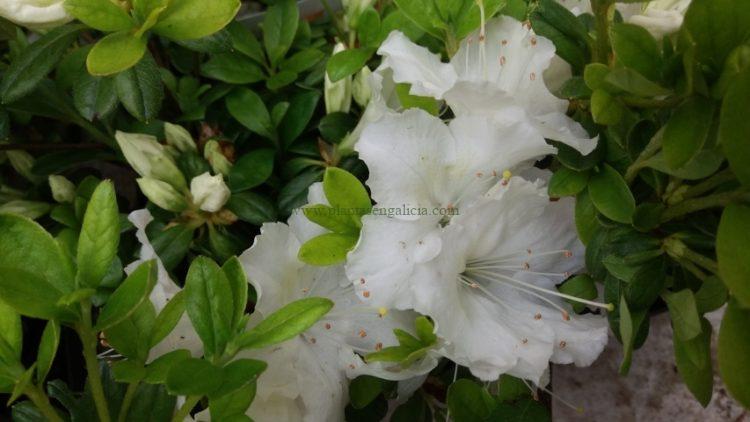Azalea Japónica blanca (Rhododendron)