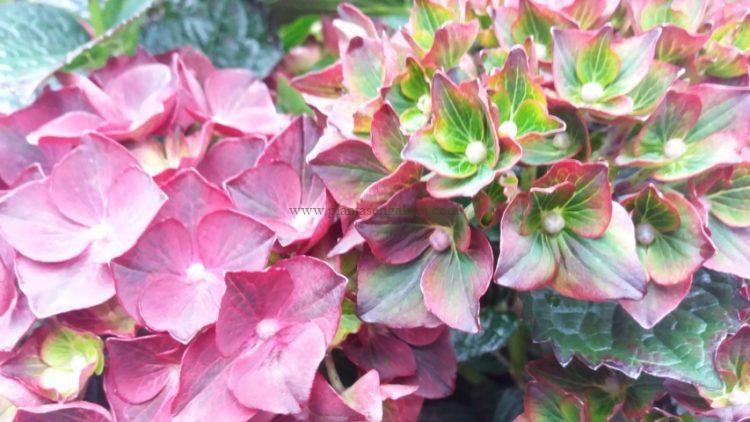 Flores de Hortensia Black Night (Hydrangea Macrophylla).