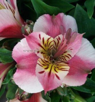 Alstroemeria Híbrida Princess de color rosa y centro amarillo.