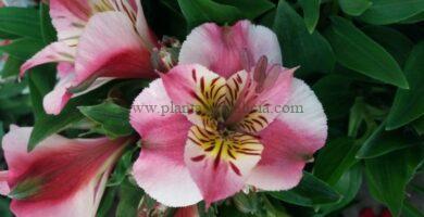 Alstroemeria Híbrida Princess de color rosa y centro amarillo.
