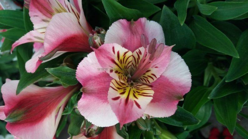 Alstroemeria Híbrida Princess de color rosa y centro amarillo.