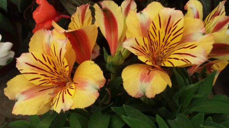 Flores de Alstroemelia Hybrida.