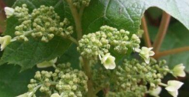 Flor en formación de una Hortensia hoja de roble (Hydrangea Quercifolia).