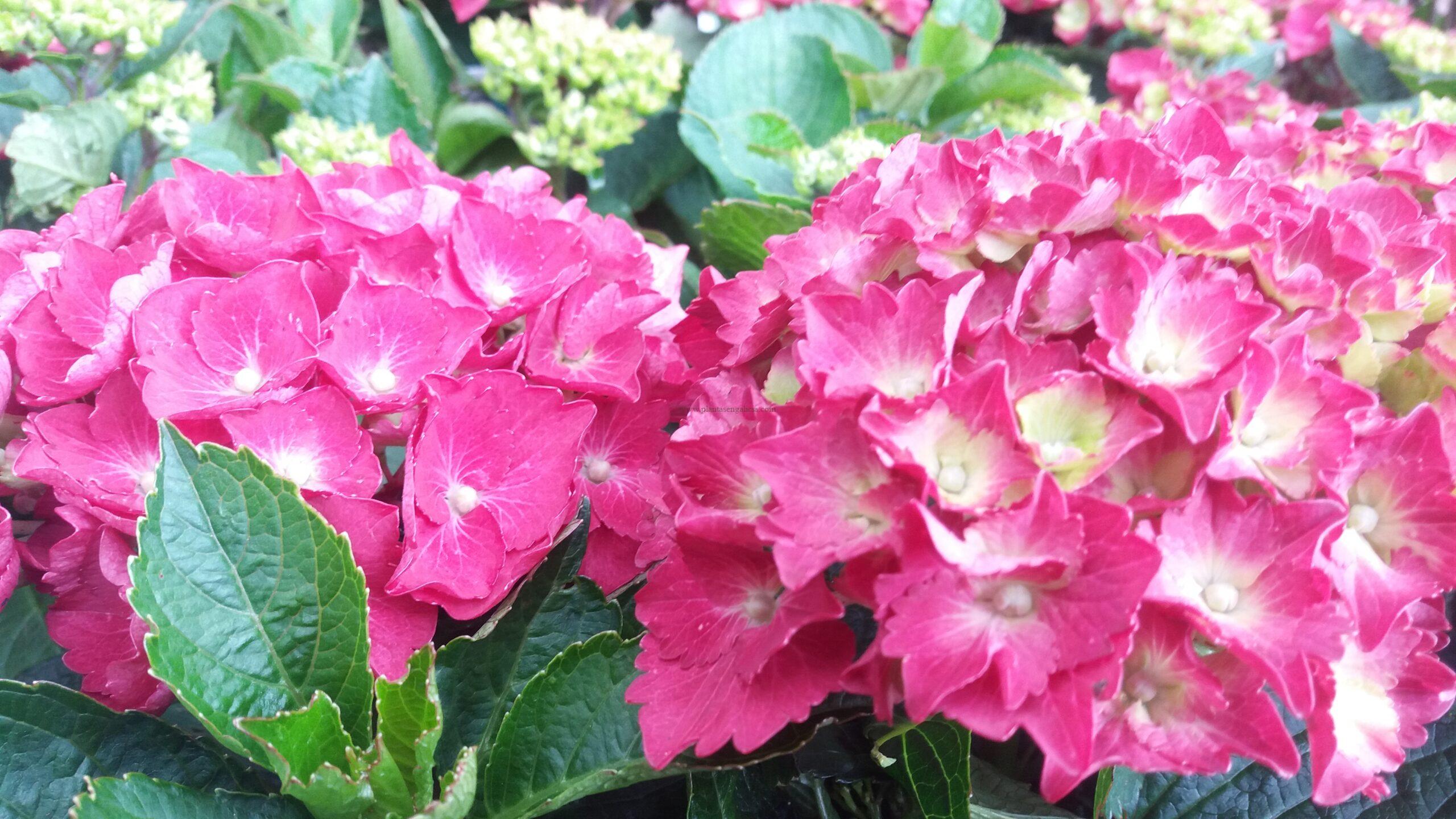 Hortensia rosa de flor grande (Hydrangea Macrophylla)