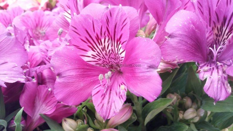 Flor rosa de una Alstroemeria Híbrida Princess.
