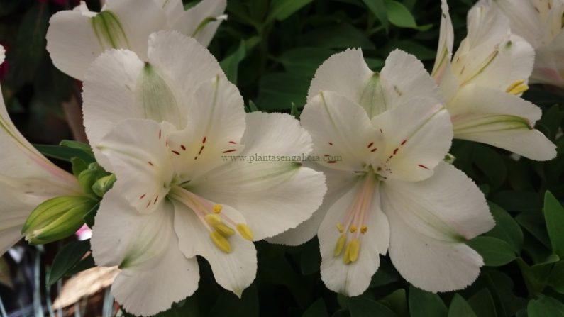 Alstroemeria Híbrida Princess de color blanco puro.