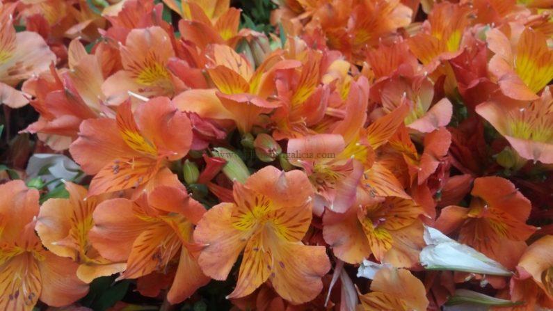 Flores naranjas de la Alstroemeria Híbrida Princess.
