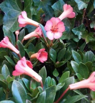 Rododendro Vireya (Rhododendro Vireya) de color rosa oscuro.