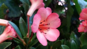 Rododendro Vireya de flor rosa.