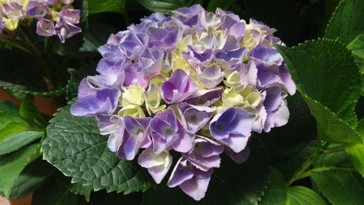 Hortensia Magical Four Seasons Amethyst Blue.