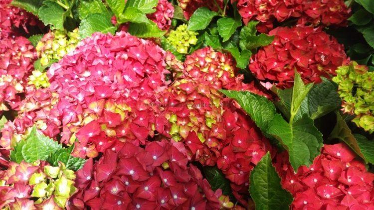 Flores rojas de una Hortensia Dragon (Hydrangea Macrophylla).