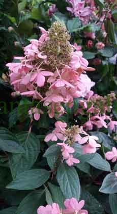 Hydrangea Paniculata Magical Vulcano. @plantasengalicia y las flores rosadas de una Hortensia del Sol.
