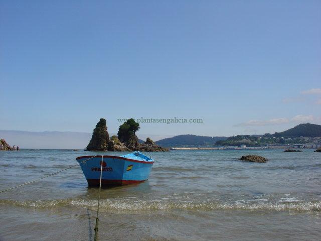 Barca amarrada en la Playa de Covas, Viveiro,.