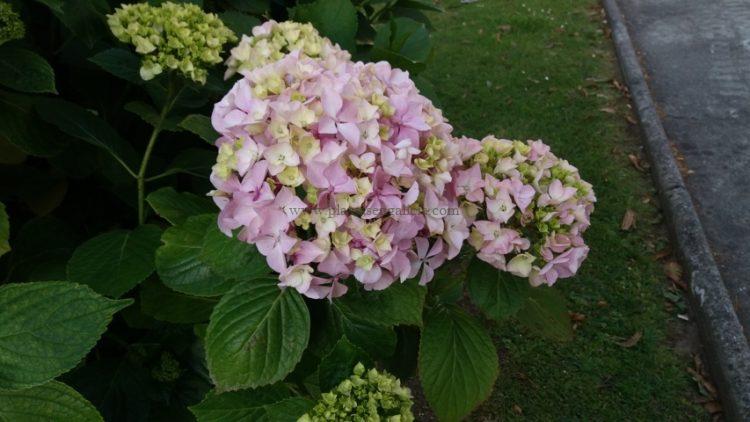 Hortensia de flor grande (Hydrangea Macrophylla) de color rosa claro.