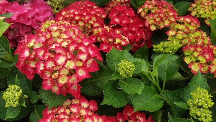 Hortensia de flor roja (Hydrangea macrophylla).