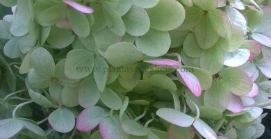 Hydrangea Paniculata