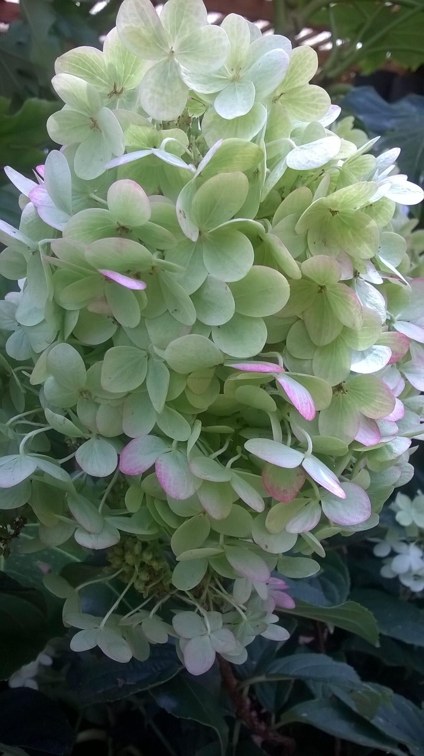 Hydrangea Paniculata