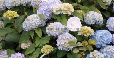 Hortensia de flor grande azul claro (Hydrangea Macrophylla)