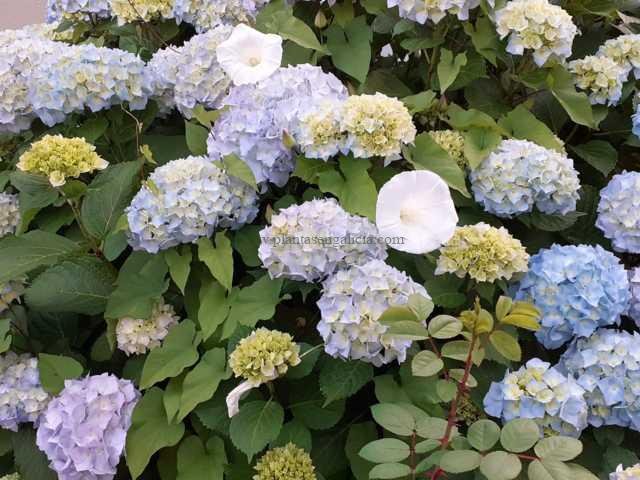 Hortensia de flor grande azul claro (Hydrangea Macrophylla)