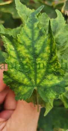 Clorosis Férrica. @plantasengalicia y las hojas amarillas con clorosis.