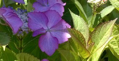Floración de una Hortensia Macrophylla Lacecap