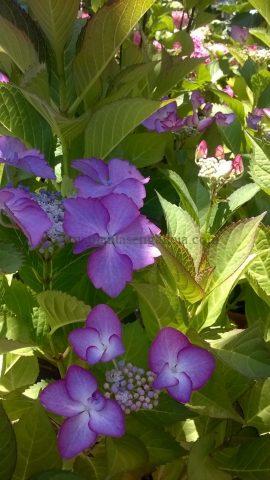 Floración de una Hortensia Macrophylla Lacecap