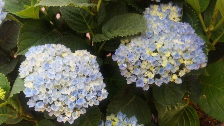Hortensia Magical Four Seasons Revolution azul en la segunda fase de floración.