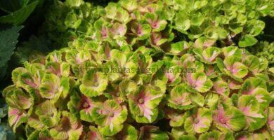Hortensia Magical Four Seasons Coral rosa cambiando a segunda fase de floración.
