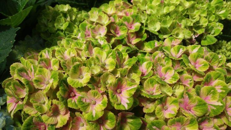 Hortensia Magical Four Seasons Coral rosa cambiando a segunda fase de floración.