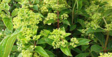 Varias panículas florales en formación de Hortensias Paniculatas.