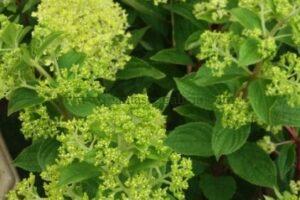 Panículas florales en formación de una Hortensia Paniculata Magic Candle.