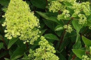 Panículas florales de una Hortensia Paniculata Magical Summer.