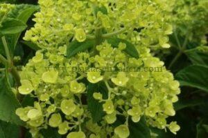 Panícula floral de una Hortensia Paniculata Living Summer Snow.