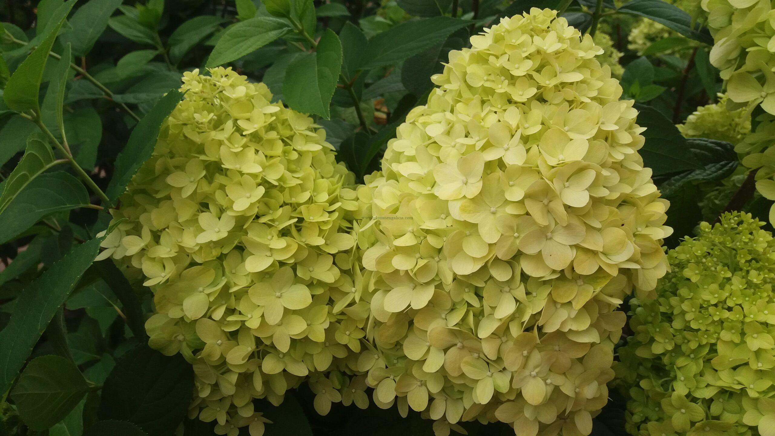 Panículas florales de una Hortensia Paniculata Silver Dollar.