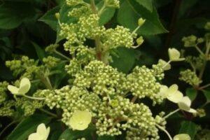 Panícula floral de una Hortensia Paniculata Himalaya en formación.