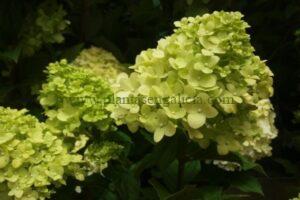 Paniculatas florales en color blanco crema de una Hortensia Paniculata Limelight.