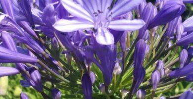 Umbrela floral de un Agapanto azul formada y abierta.