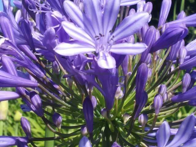 Umbrela floral de un Agapanto azul formada y abierta.