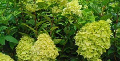 Panículas florales de Hortensias Paniculatas.
