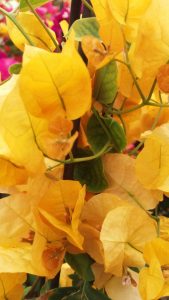 Flores de una Buganvilla (Bougainvillea) de color amarillo.