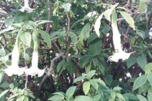 Brugmansia arborea o Árbol de las trompetas.